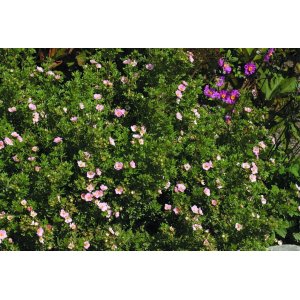 Nátržník krovitý (Potentilla fruticosa) ´PINK QUEEN´ - výška 20-40 cm, ∅ 20-30 cm, kont. C3L